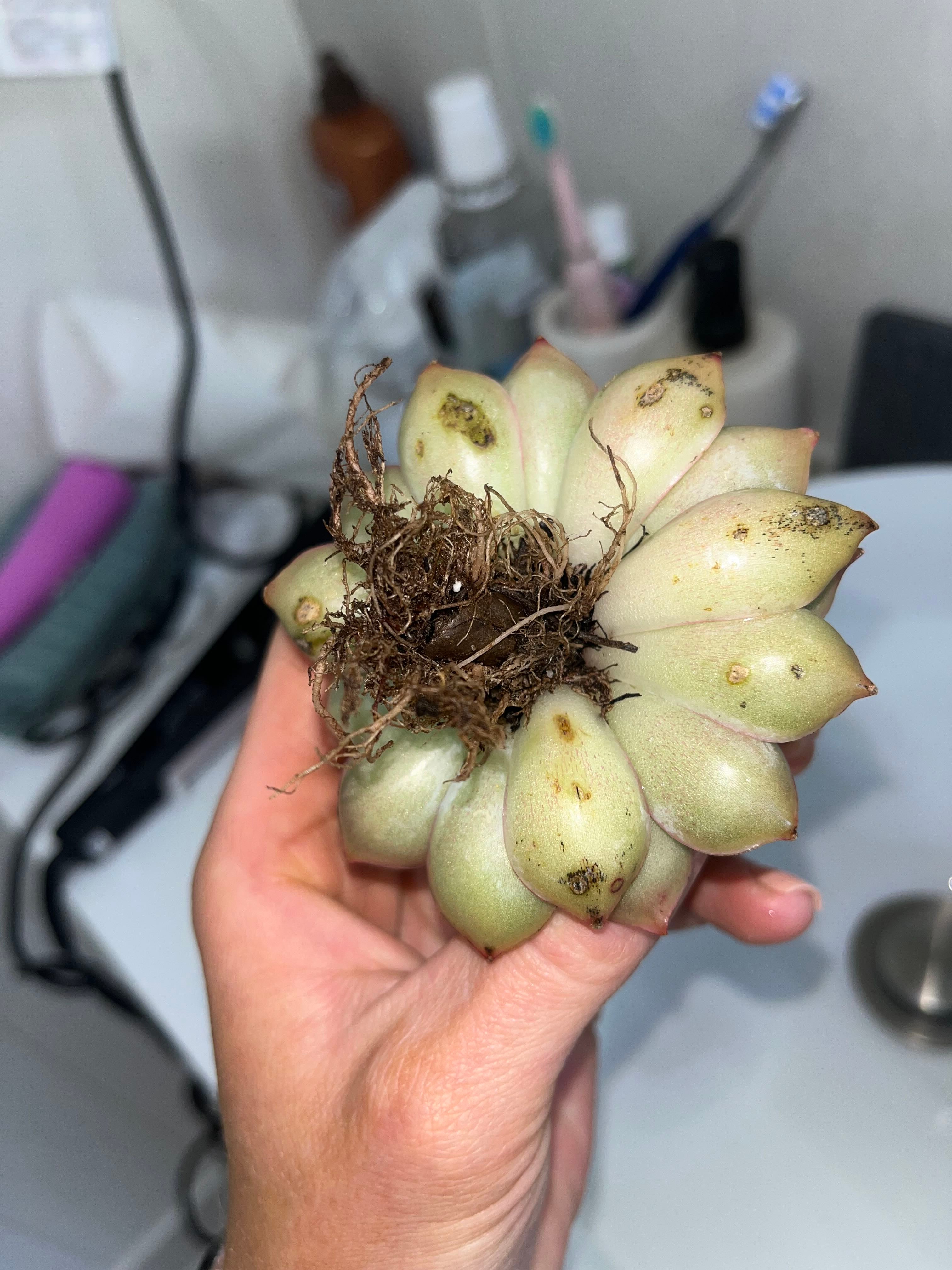 Understanding Why Your Black Rose Is Wiling 🖤