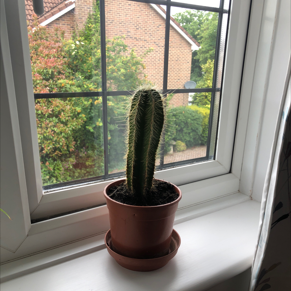 Balloon Cactus on a windowsill in a small pot, with a view of a house and greenery outside.
