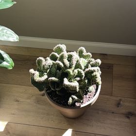Photo of the plant species Emerald Idol Opuntia by @ExpensiveNeslia named Robert Plant on Greg, the plant care app