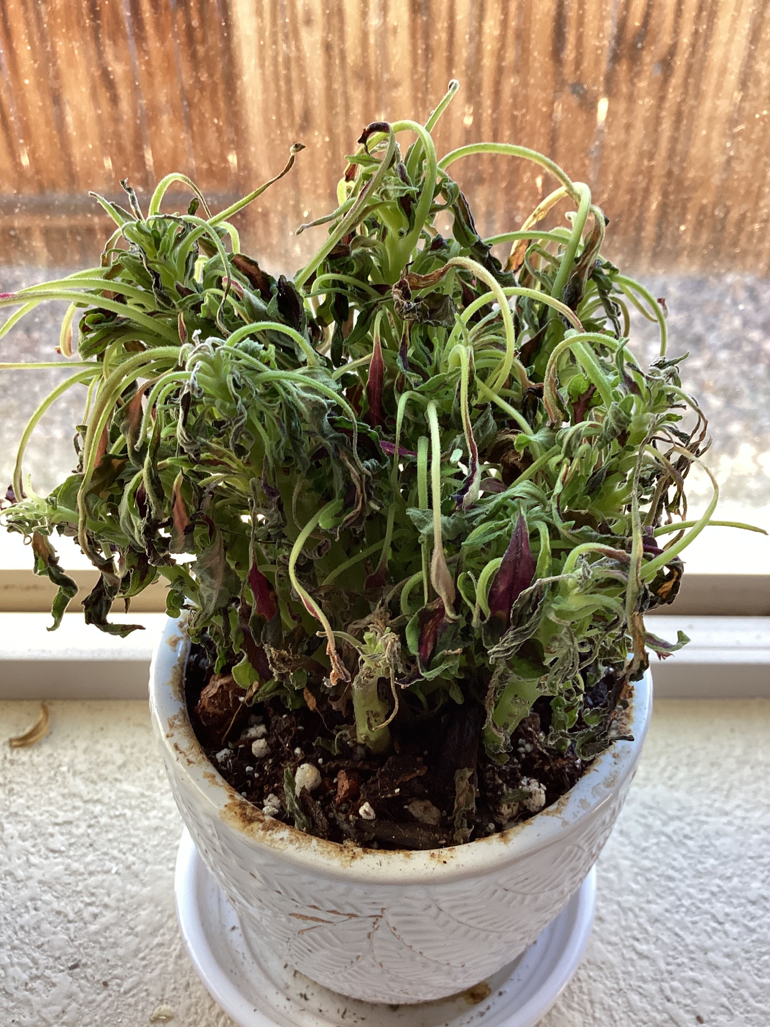 3 Key Factors in Choosing a Fuzzy Bunny Plant Pot 🐰