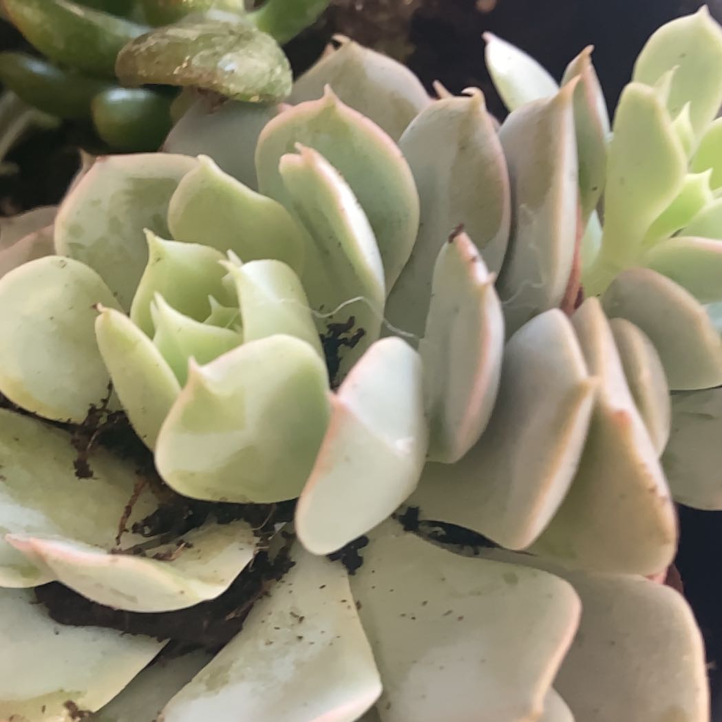 Photo of the plant species White Elegans Echeveria by @mwoodruff named Sandy on Greg, the plant care app
