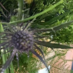 Photo of the plant species Mediterranean Sea Holly by @mwoodruff named Scarlett on Greg, the plant care app