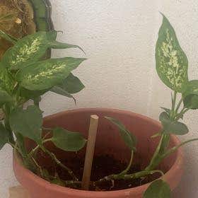 Photo of the plant species Dumb Cane Sparkles by Shannan named Fernie Saunders on Greg, the plant care app