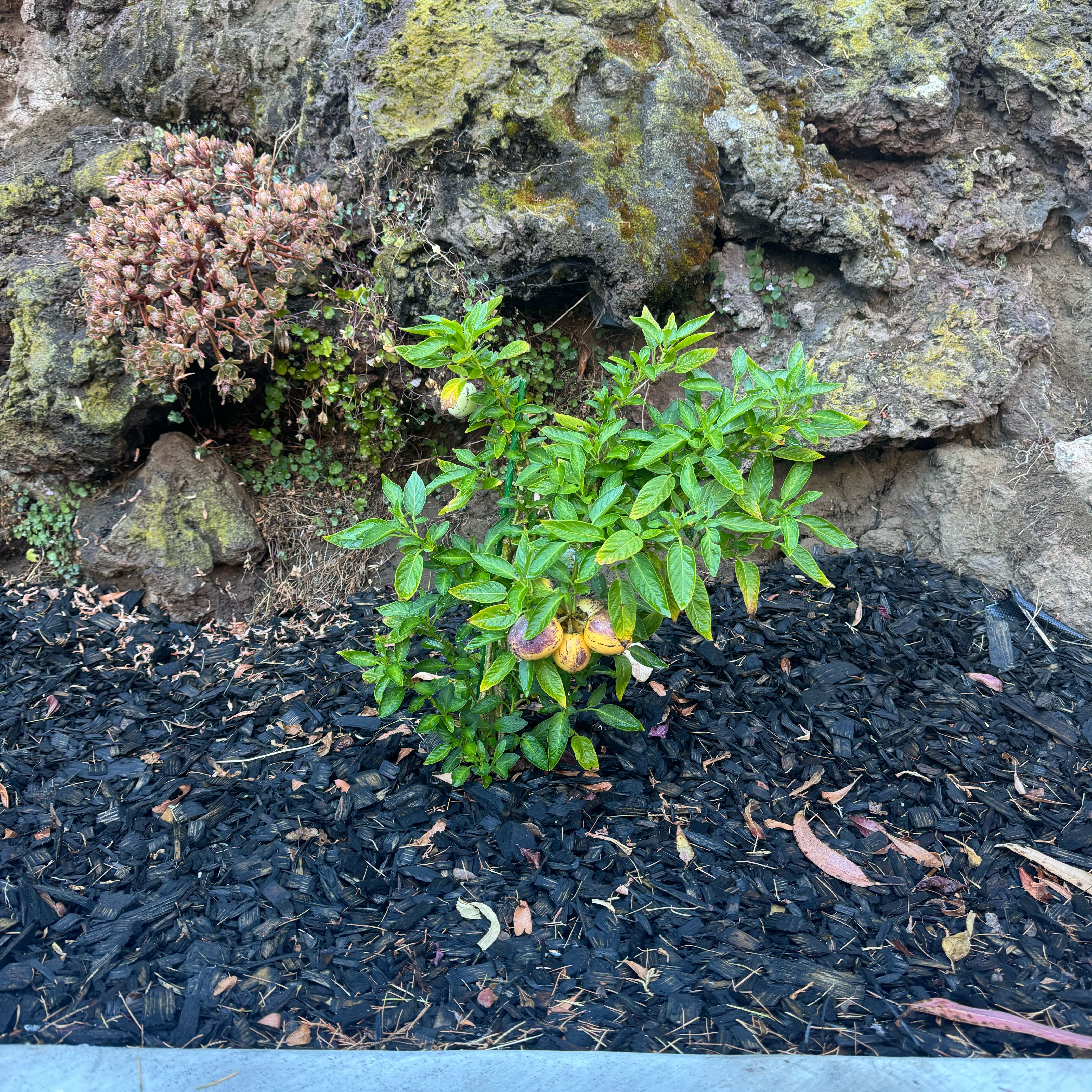 Photo of the plant species Pepino Melon by @IconFringedrue named Sigmund on Greg, the plant care app