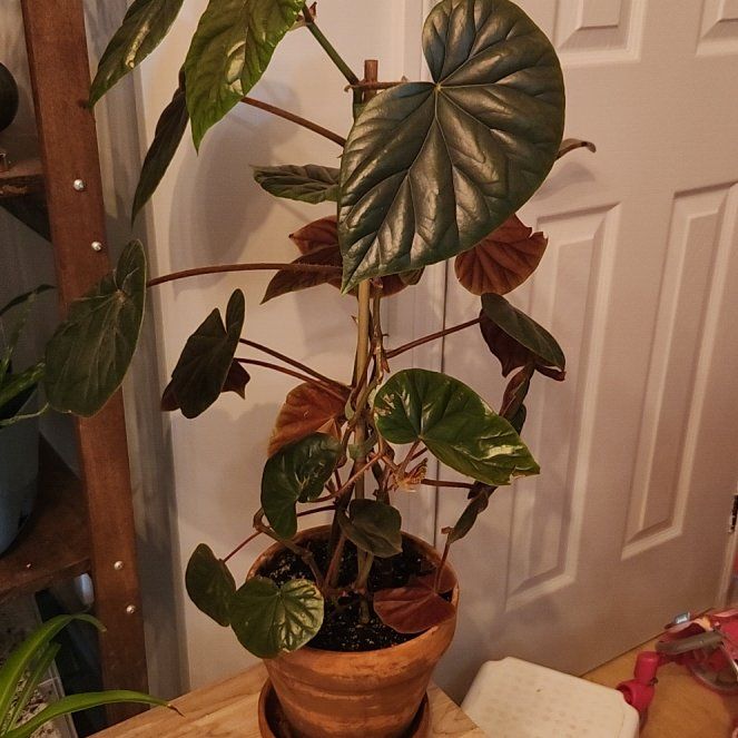 Photo of the plant species Begonia by @smoothvibes20 named da Vinci on Greg, the plant care app