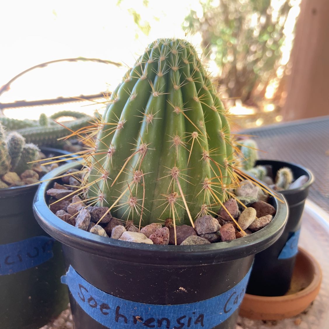 Photo of the plant species Soehrensia candicans by @cacticlubjay named Rihanna on Greg, the plant care app