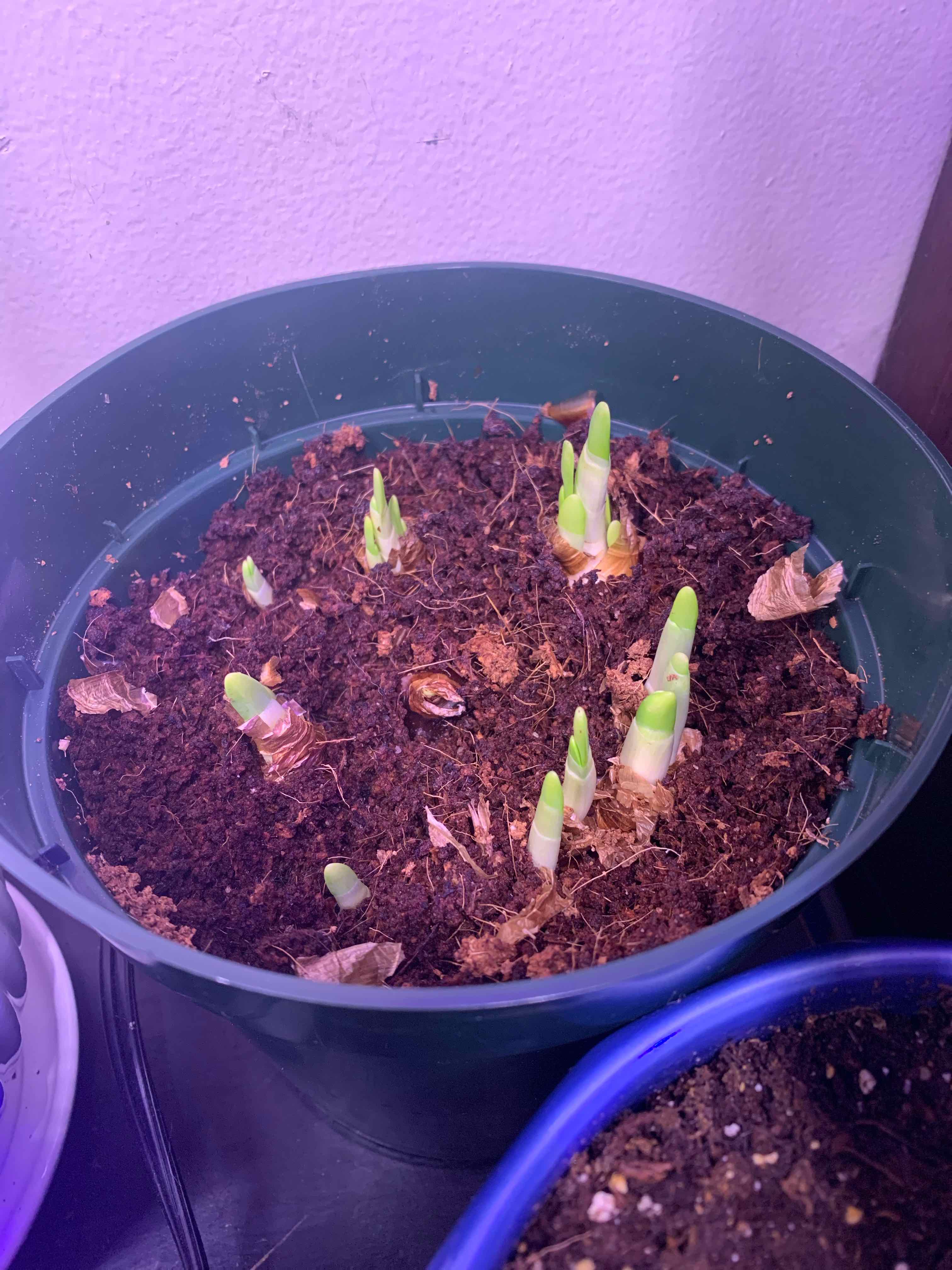 Potted Paper White Narcissus with green shoots emerging from the soil.
