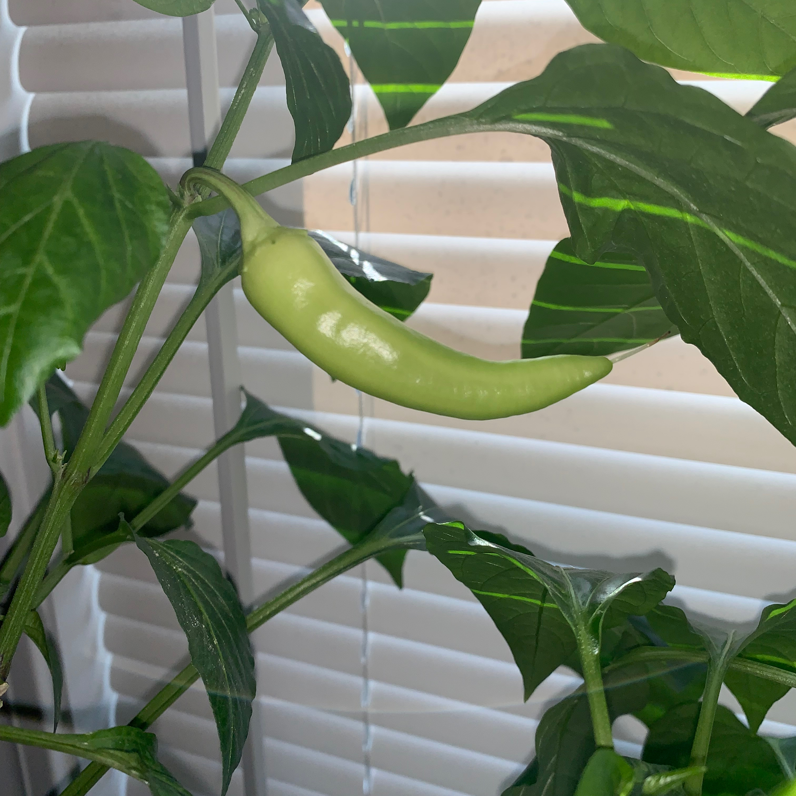 Jalapeño Pepper plant with a single green pepper and healthy leaves.