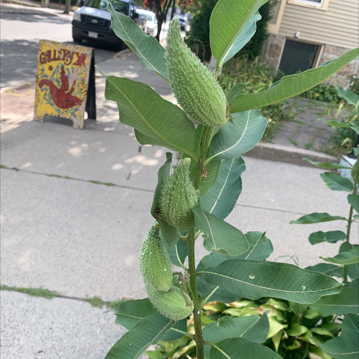 Common Milkweed plant with green leaves and seed pods, appears healthy.