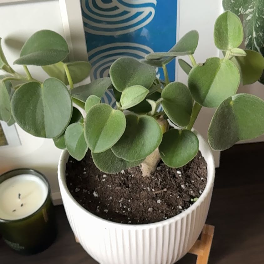 Photo of the plant species Felted Peperomia by @Natalie11 named Delilah on Greg, the plant care app