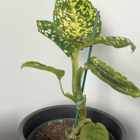 Photo of the plant species Dumb Cane 'Reflector' by @Natalie11 named Dax on Greg, the plant care app