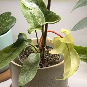 Photo of the plant species Philodendron ghost Mint by @SleekPlovereggs named Ghost on Greg, the plant care app