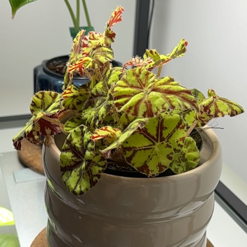 Photo of the plant species Begonia by @SleekPlovereggs named Mauritius on Greg, the plant care app