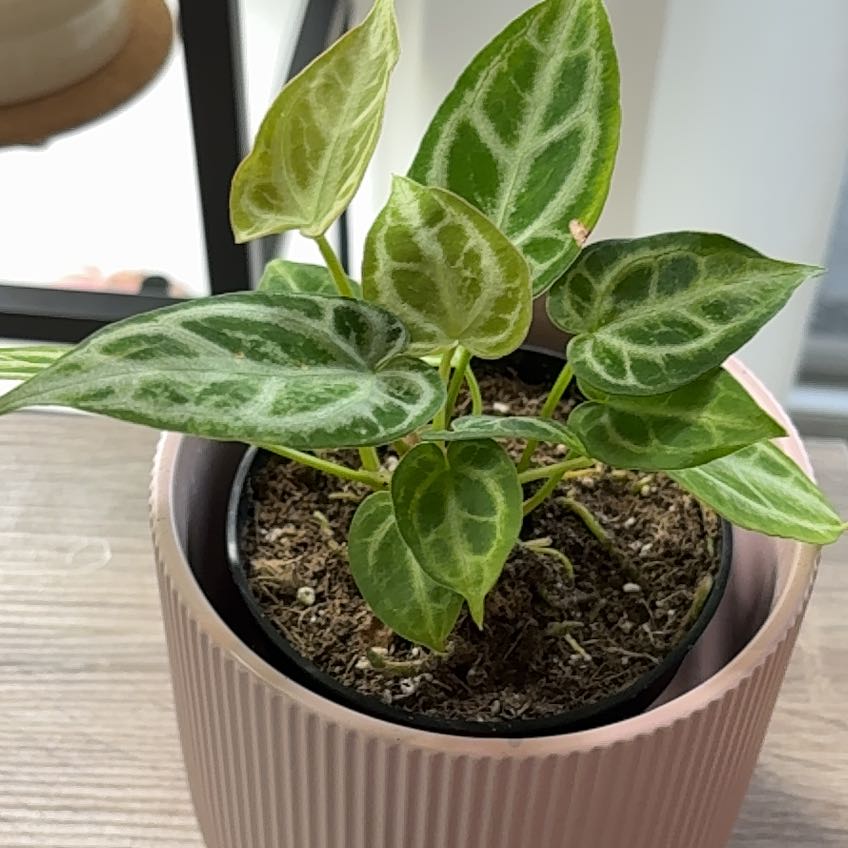 Photo of the plant species Anthurium crystallinum magnificum by @SleekPlovereggs named Ann on Greg, the plant care app