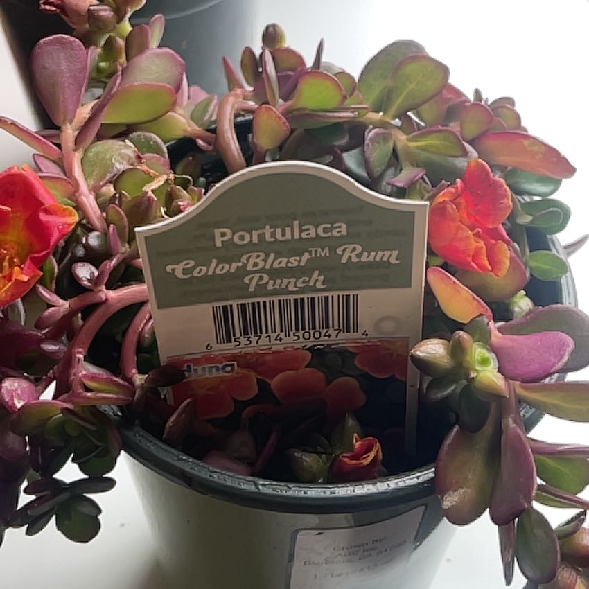 Photo of the plant species Portulaca 'Colorblast Double Guava' by @YiftItalianarum named Keanu Leaves on Greg, the plant care app
