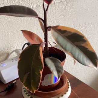Ficus 'Ruby' plant in South San Francisco, California