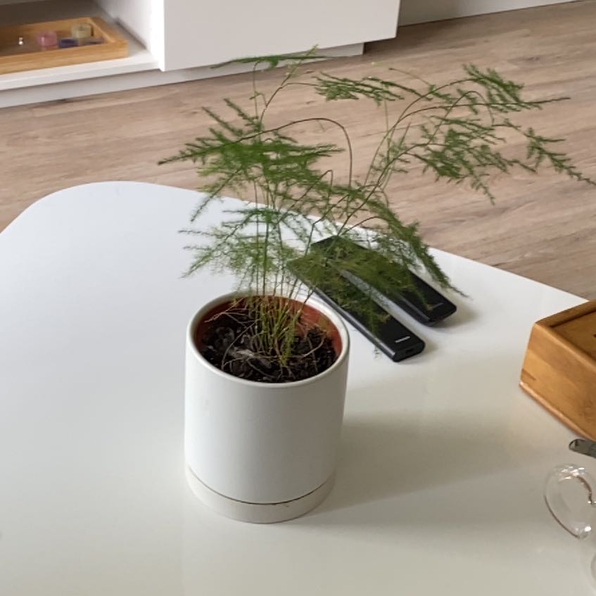 Best Soil For Asparagus Fern