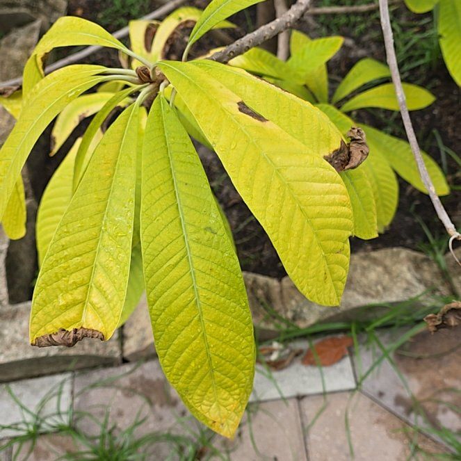 Photo of the plant species mamey sapote by @FieryRosarypea named Many on Greg, the plant care app
