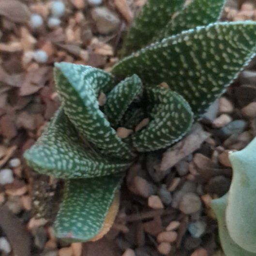 Photo of the plant species Gasteraloe 'Royal Highness' by @FocusedCorncob named Gobi on Greg, the plant care app