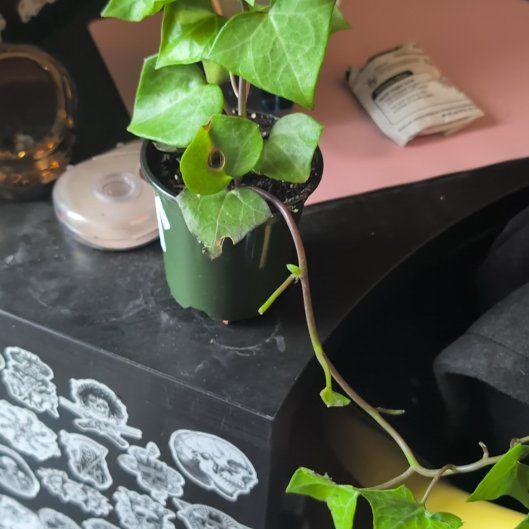 Photo of the plant species Cape Ivy by @deathcorehoney named Anne on Greg, the plant care app