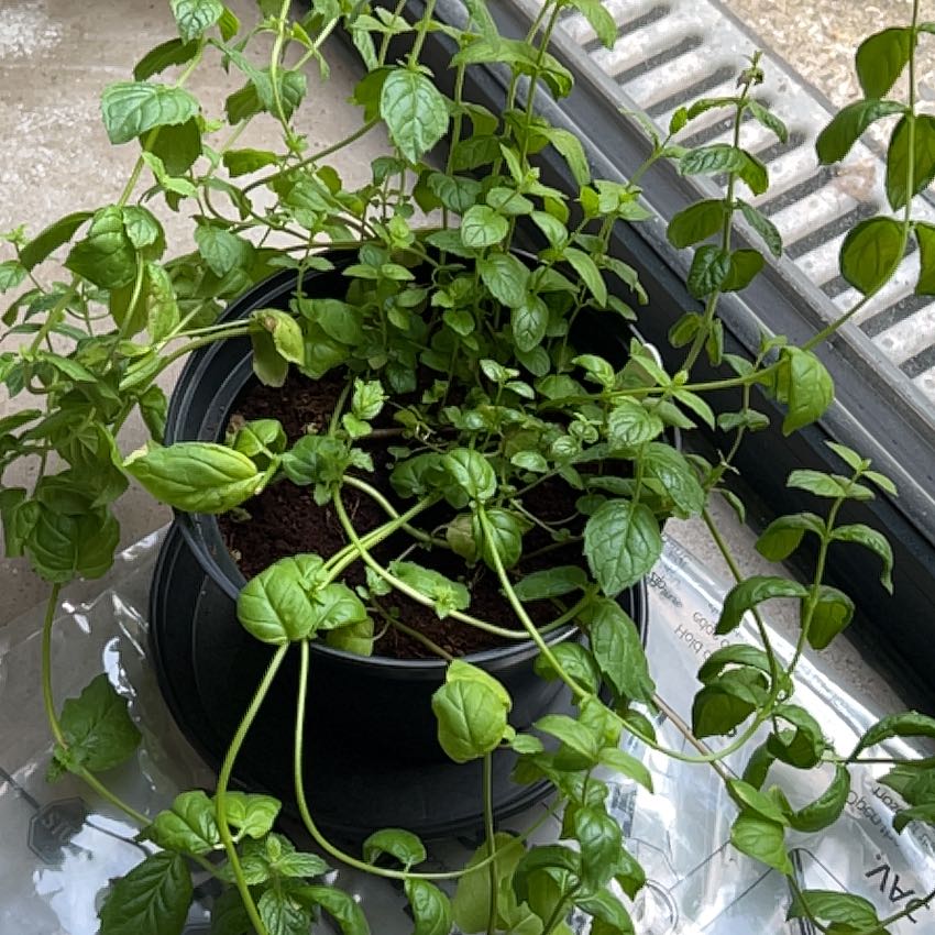 Potted mint plant with green leaves, healthy appearance, and visible soil.