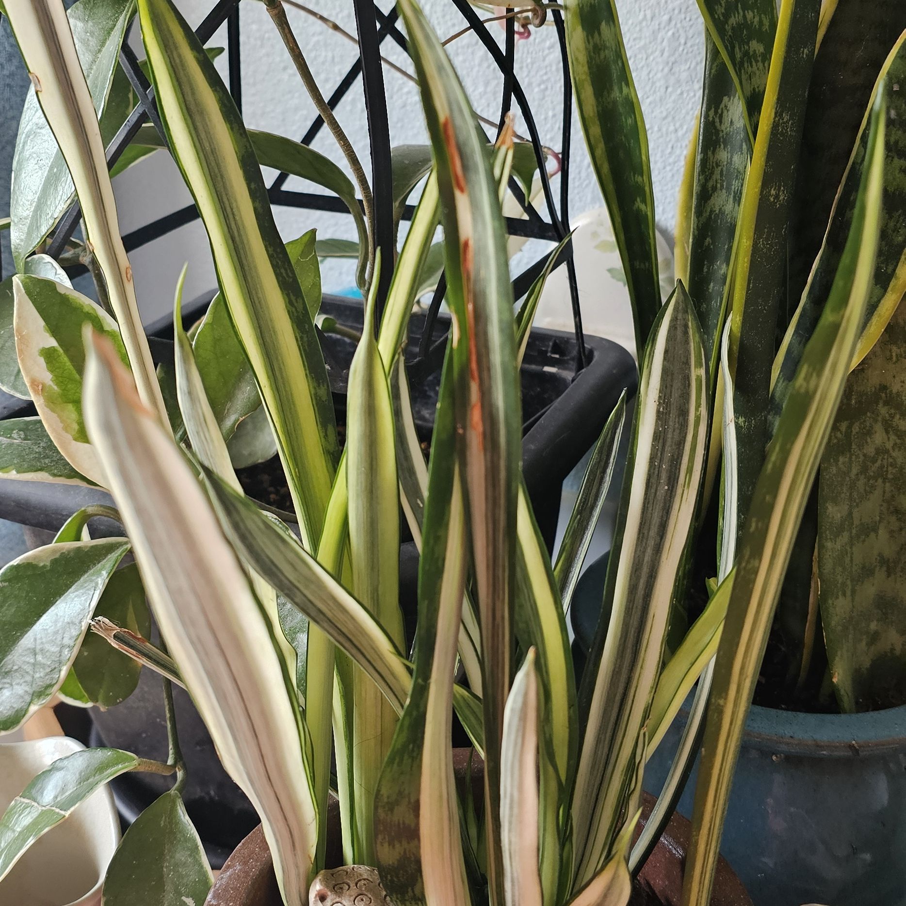 Photo of the plant species Sansevieria 'Bantel's Sensation' by @AlaskaLady65 named Sansevieria Bantel's Sensation on Greg, the plant care app