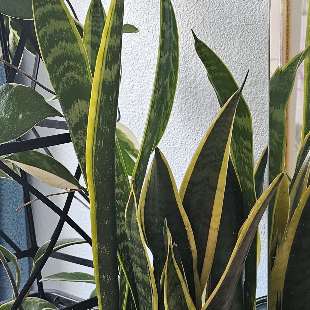 Photo of the plant species Sansevieria 'Bantel's Sensation' by @AlaskaLady65 named Shakira on Greg, the plant care app