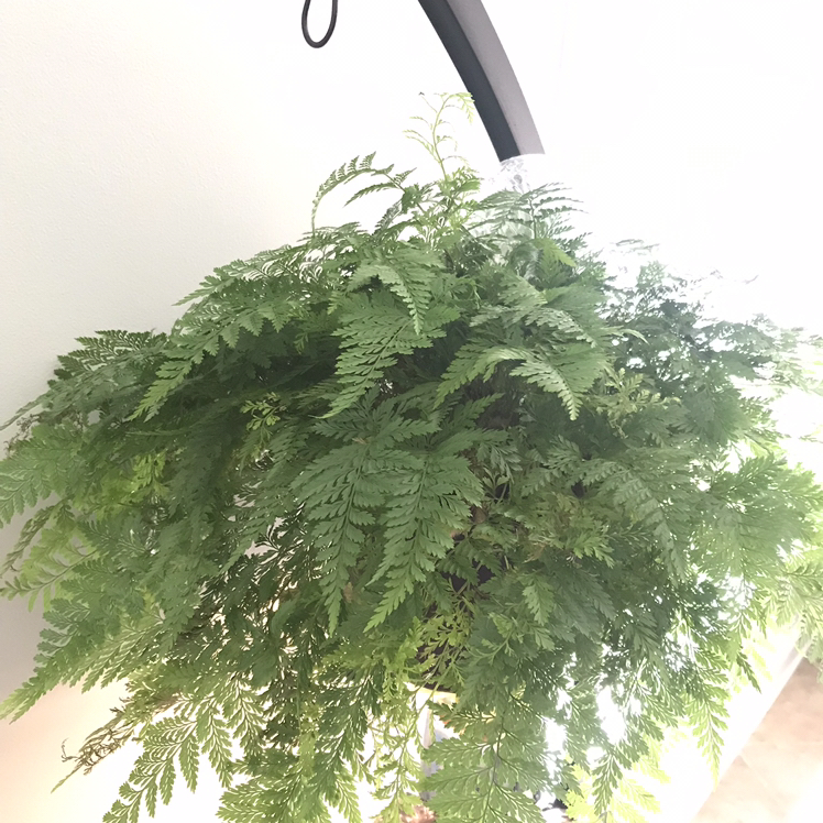 Photo of the plant species Black Rabbit Foot Fern by @tunnybiger named i thought there was a tarantula in the pot… on Greg, the plant care app