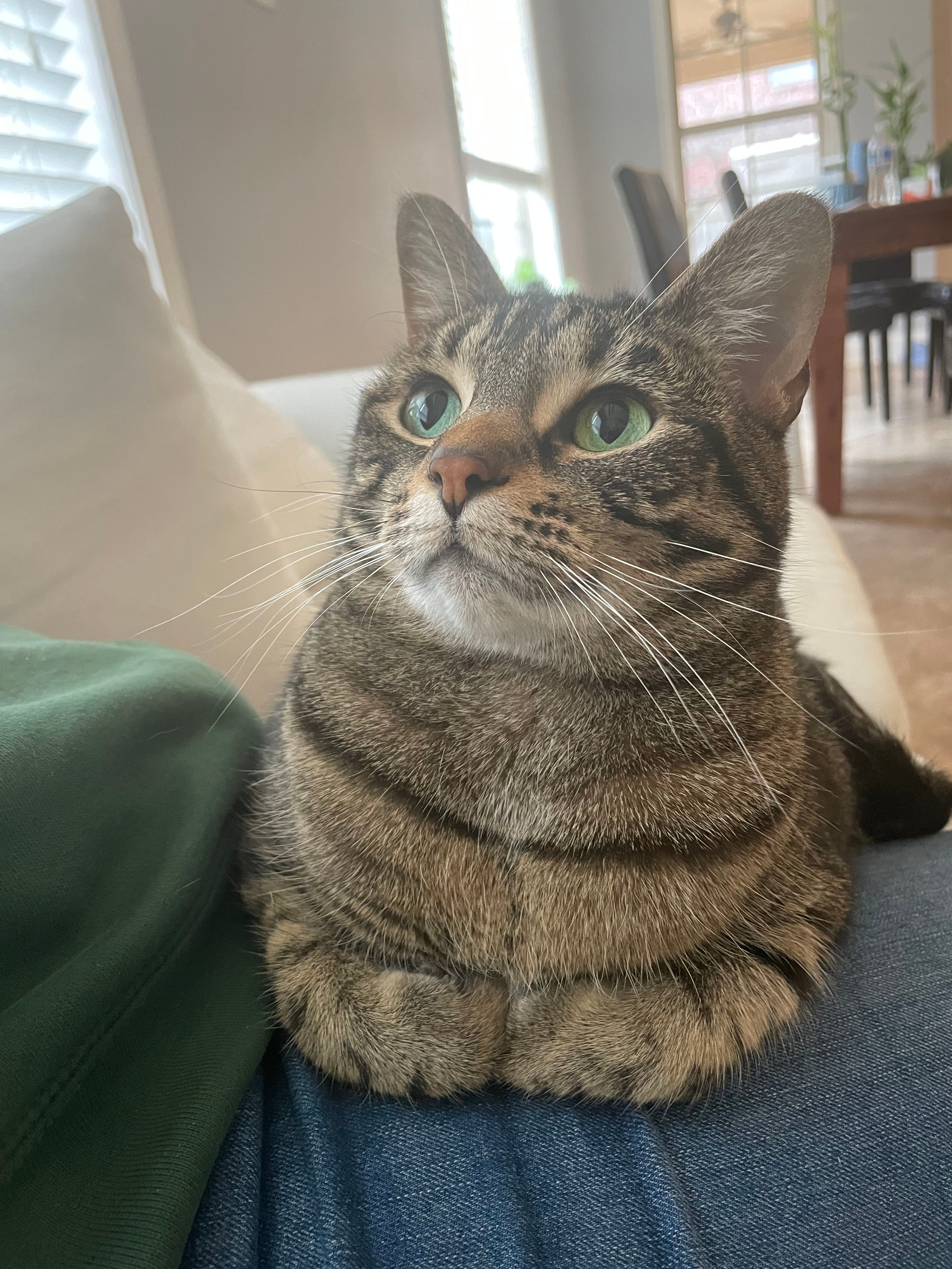 🌸 How to Fix Brown Spots on Your Bigleaf Magnolia