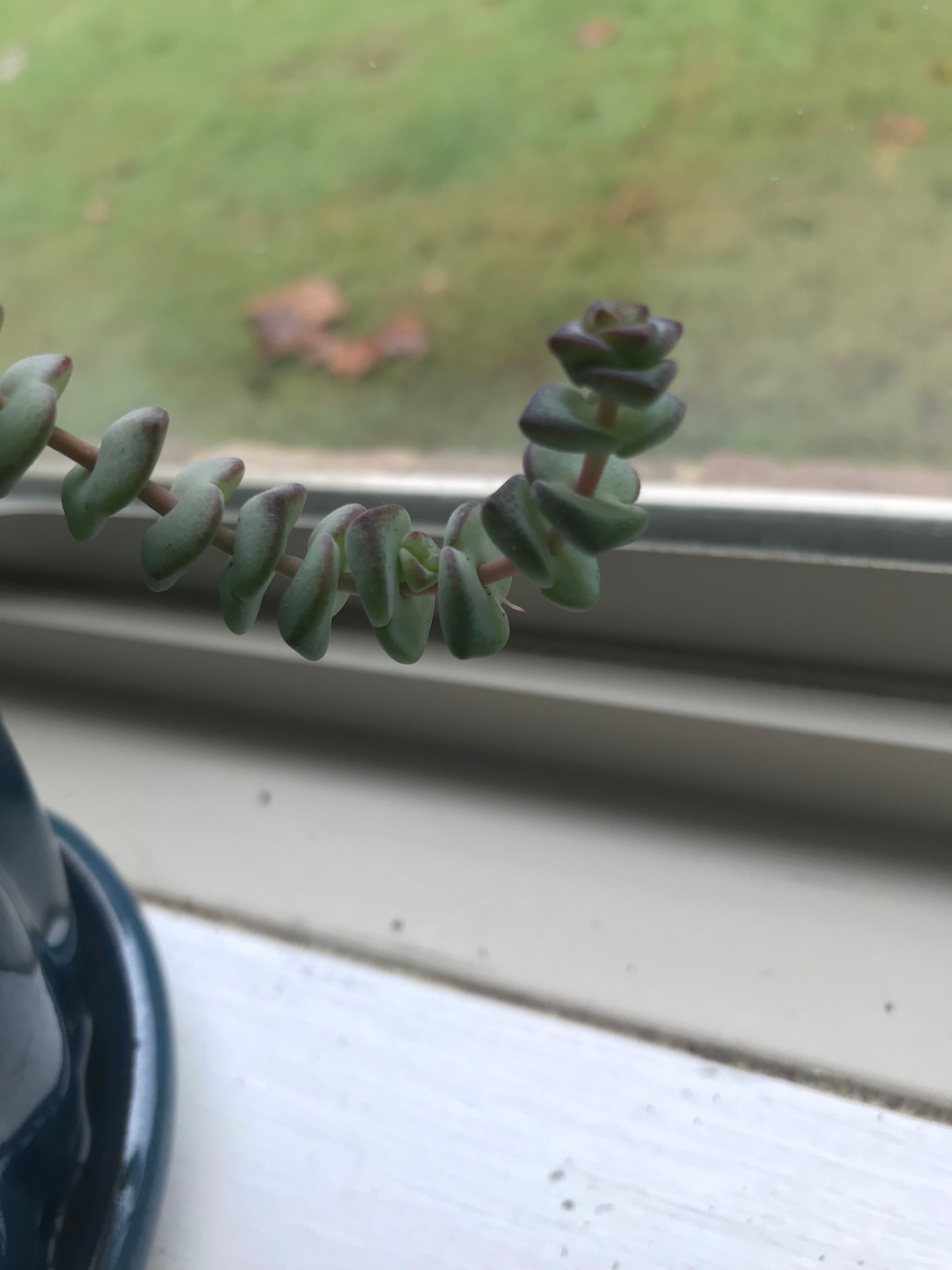 🔍 How to Fix Brown Spots on Your Crassula 'Tom Thumb'