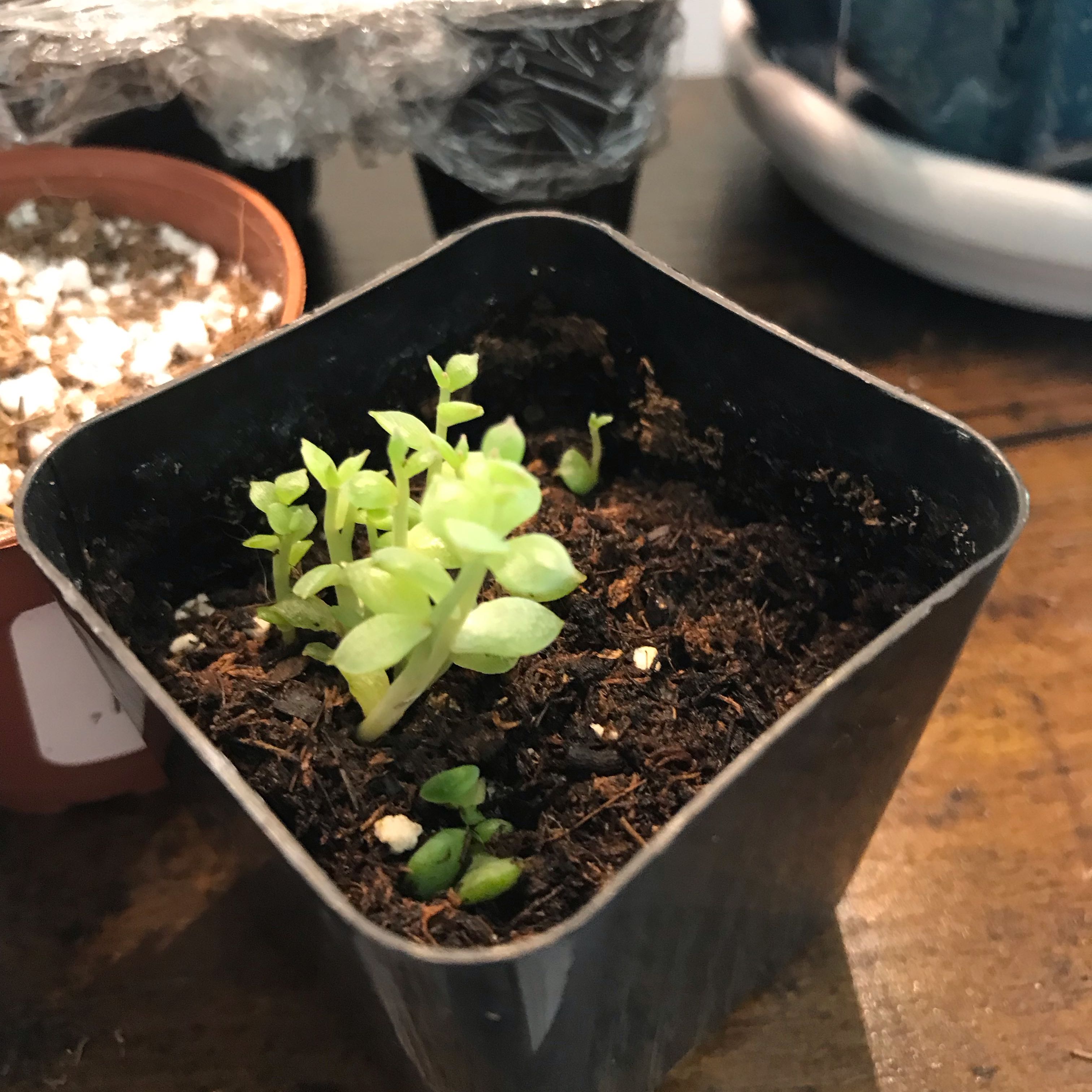 Photo of the plant species Echeveria 'Green Abalone' by @tunnybiger named og abalone’s babies on Greg, the plant care app