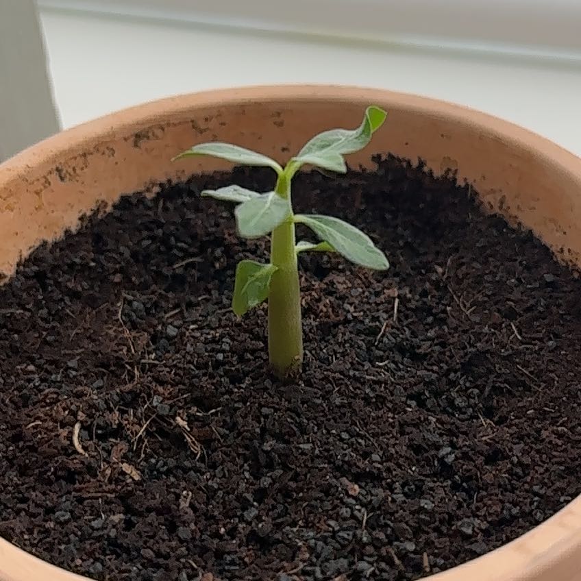 Photo of the plant species Desert Rose by @AvidGardensisal named Elle on Greg, the plant care app
