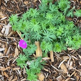 Photo of the plant species Bloody Geranium by @HotPurpleheart named Lavender on Greg, the plant care app