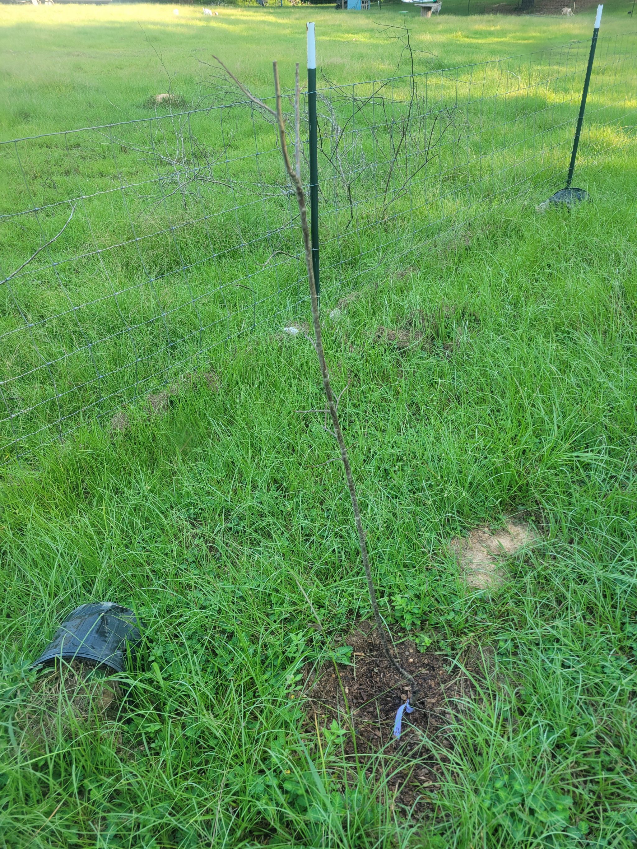 Photo of the plant species Methley Plum by @RegnantSuncup named Nithin on Greg, the plant care app