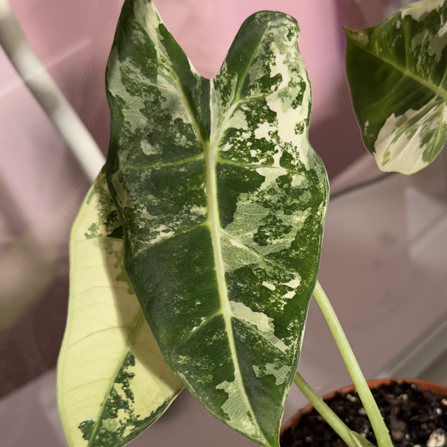 Photo of the plant species Frydek by @JadeD named Drip on Greg, the plant care app