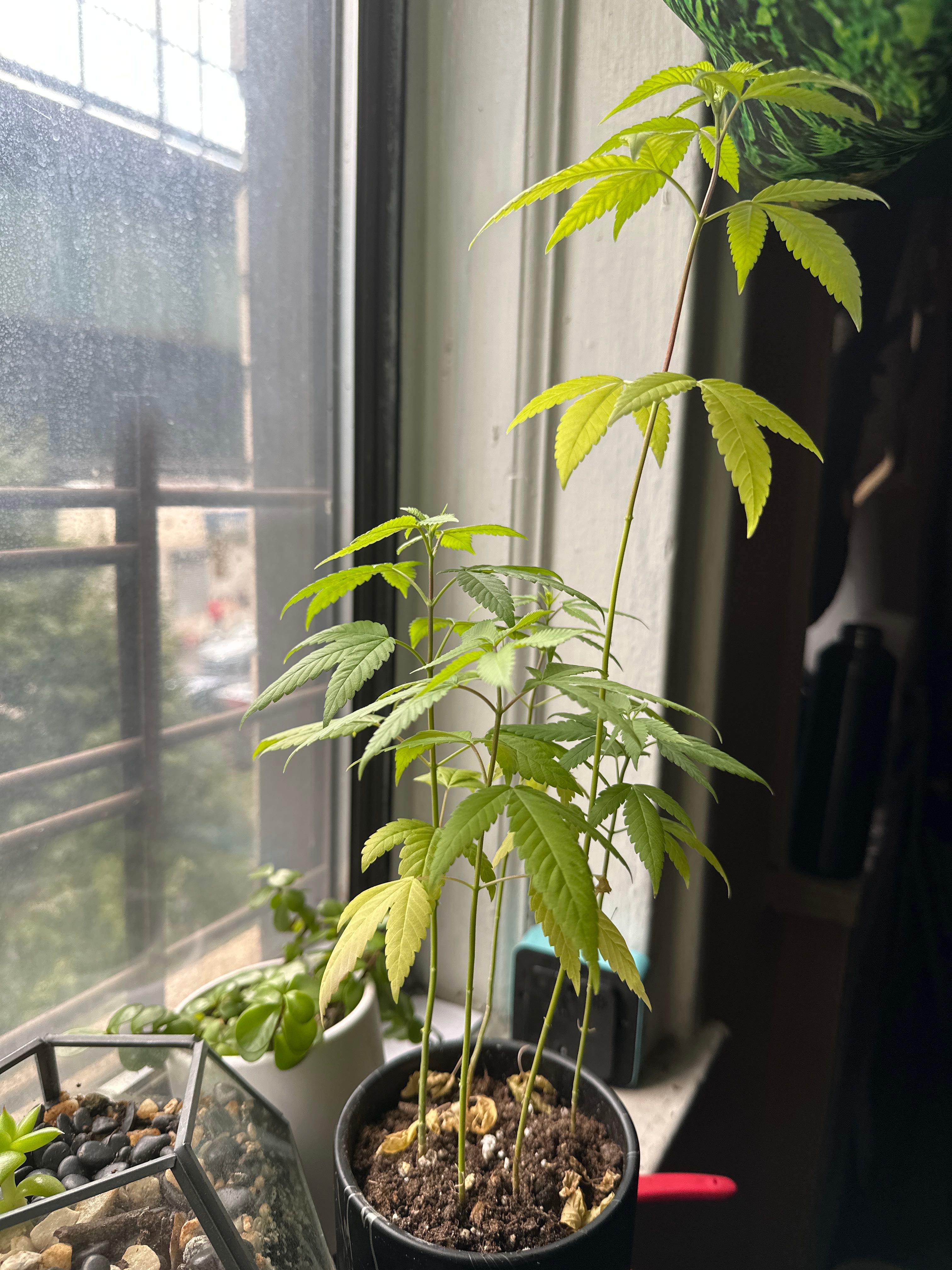 3 Tips for Healing Black Spots on Your Cannabis 🩹