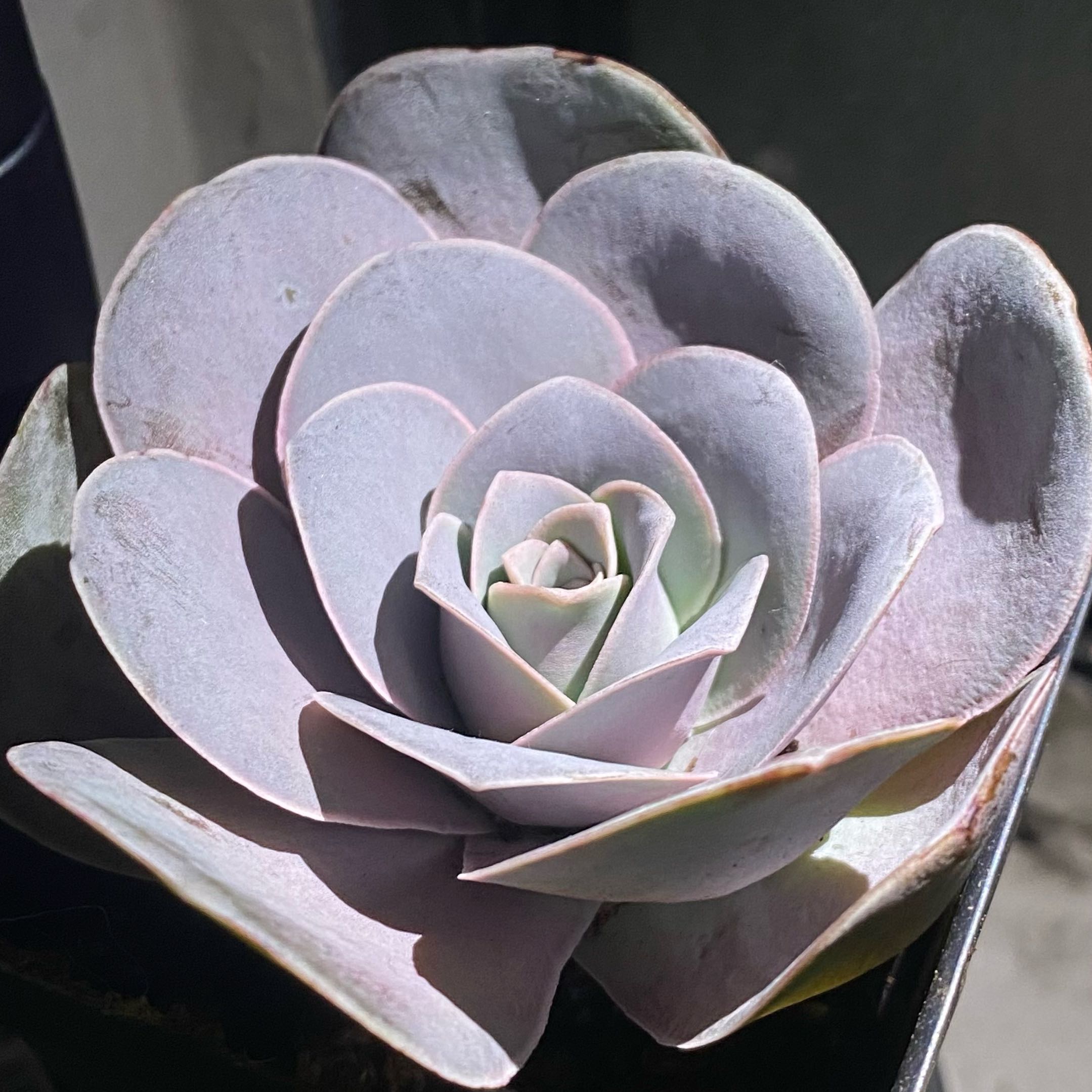 Photo of the plant species 'Pink Mountain Rose' by @JadeD named Dusty Rose on Greg, the plant care app