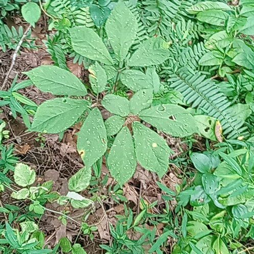 Photo of the plant species American Ginseng by @FunDracaenalisa named Terra on Greg, the plant care app