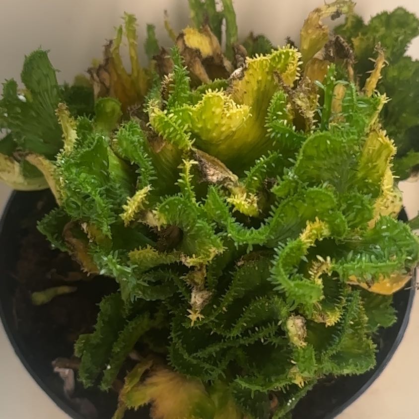 Plant care for Succulent on Greg, the plant care app