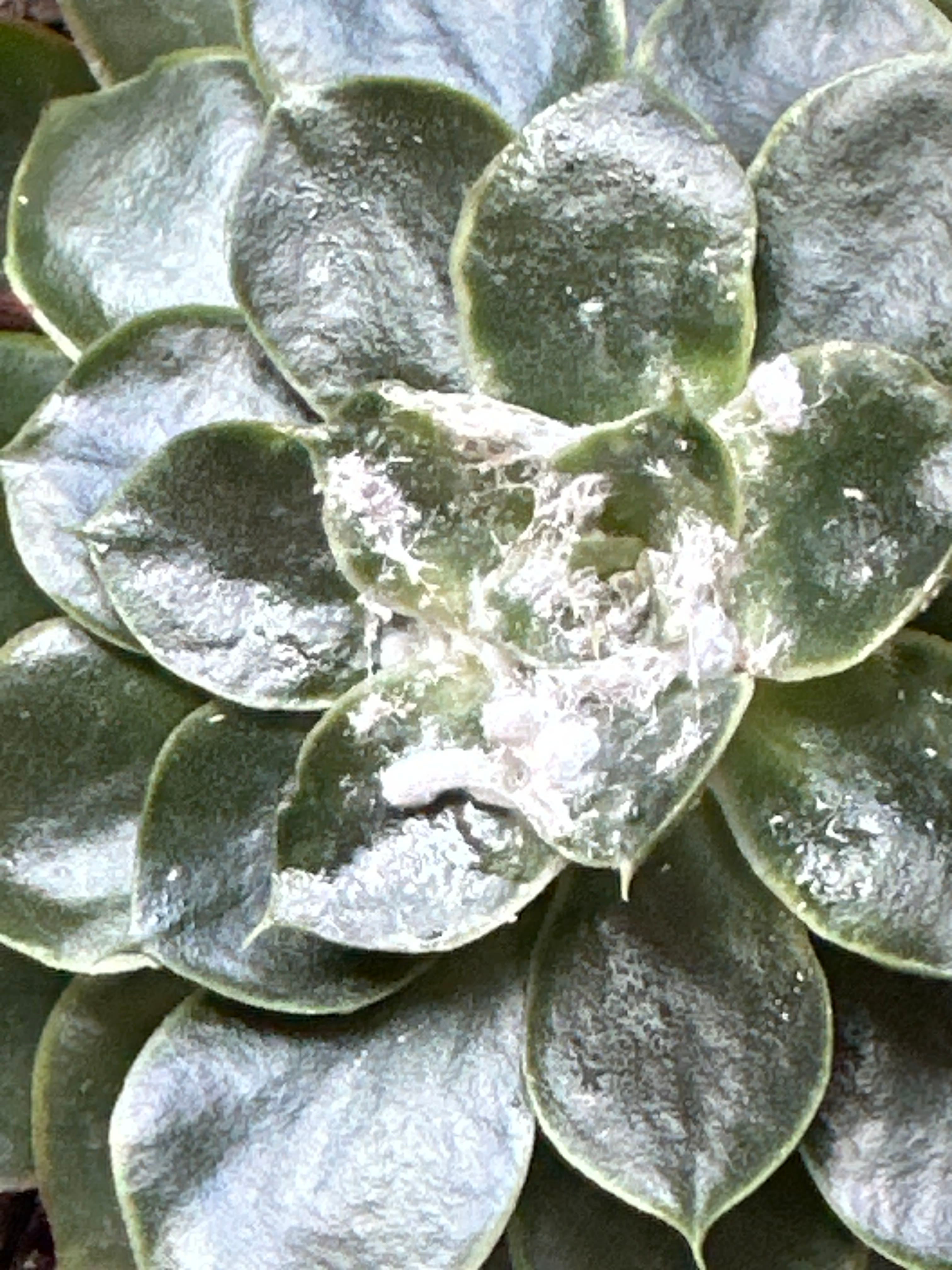 Bulbasaur A plant by FreeMiro on Greg