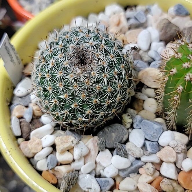 Photo of the plant species Mammillaria Halbingeri by @VibrantGabisan named Aristotle on Greg, the plant care app