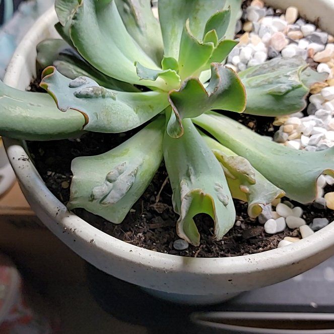 Photo of the plant species Culibra Echeveria by @VibrantGabisan named Remington on Greg, the plant care app