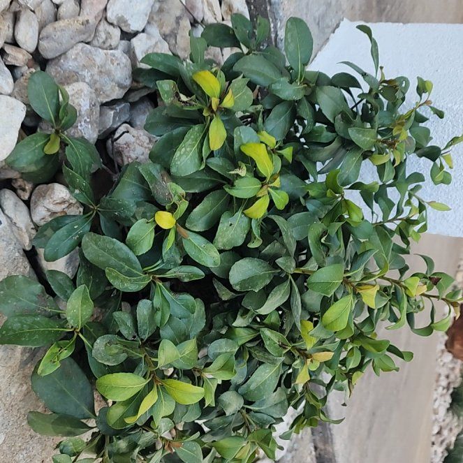 Photo of the plant species Indian Hawthorn by @WillCliffsedum named Taylor Swift on Greg, the plant care app