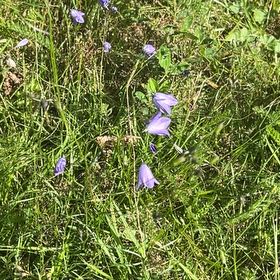 Photo of the plant species Bluebell by @AnewSchefflera named Treeyoncé on Greg, the plant care app