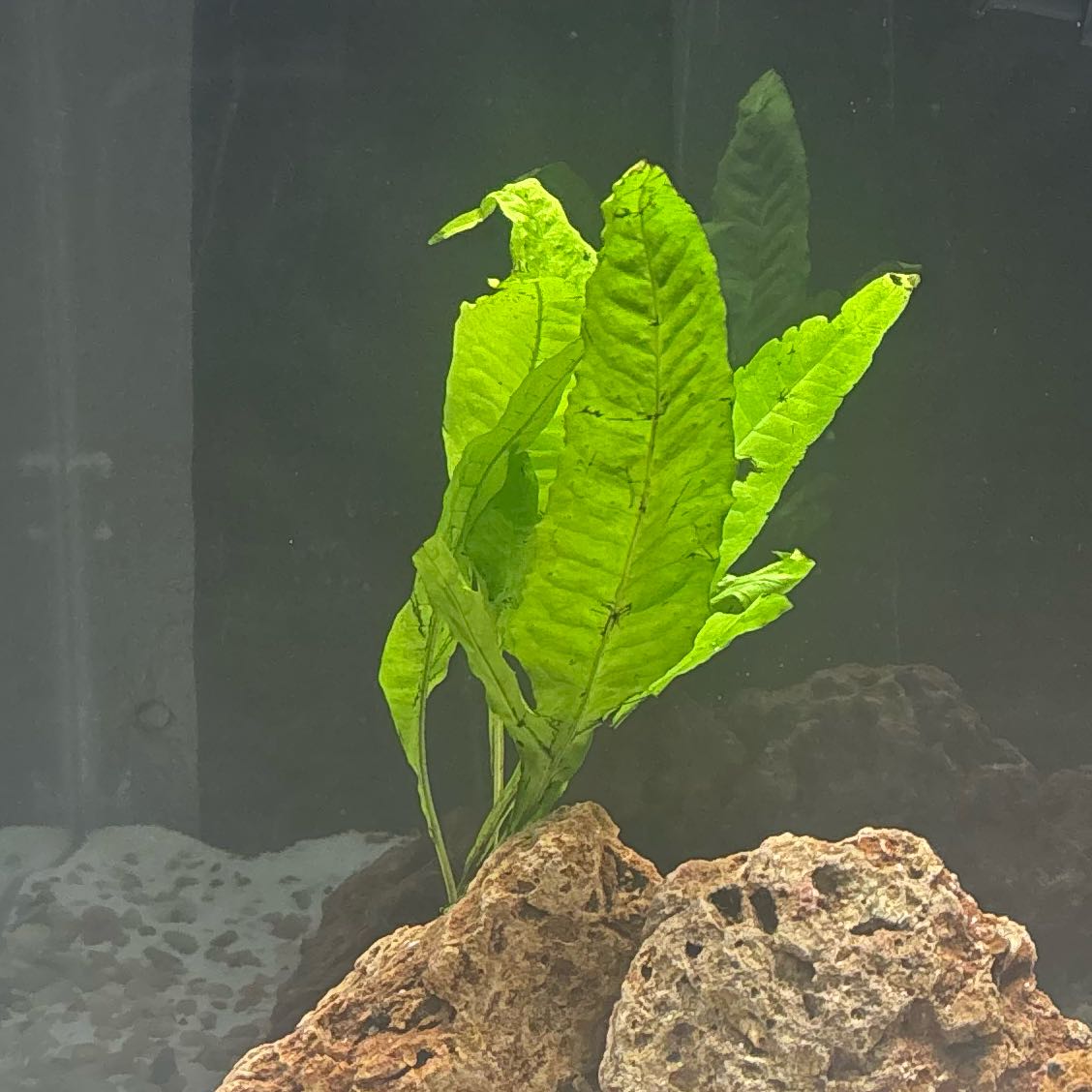 Photo of the plant species Java Fern by @FocusedWildrice named Planty on Greg, the plant care app