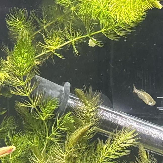 Photo of the plant species Hornwort by @FocusedWildrice named Lola on Greg, the plant care app