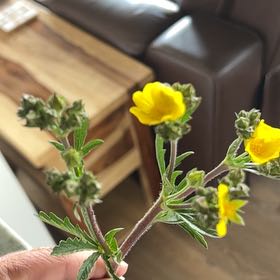 Photo of the plant species Sulphur Cinquefoil by @DeanRibbonplant named Captain Plant-it on Greg, the plant care app