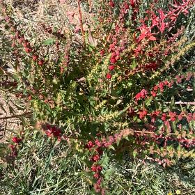 Photo of the plant species Indian-Ink by @DeanRibbonplant named Oscar on Greg, the plant care app