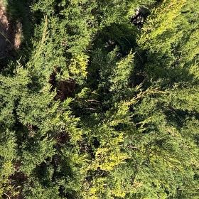 Photo of the plant species Ashe Juniper by @DeanRibbonplant named Foxxy on Greg, the plant care app