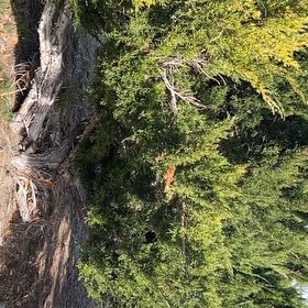 Photo of the plant species Ashe Juniper by @DeanRibbonplant named Leaf Erickson on Greg, the plant care app